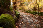 苔むした古道