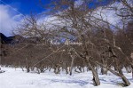 枯木も山の・・・