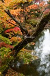 輪王寺の紅葉