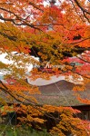 多宝塔と紅葉2