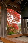 観音寺　鐘楼の額縁紅葉