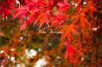 日光市内　浄光寺山門の紅葉