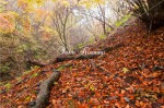 赤城高原の山中