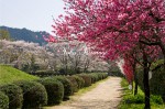 明日香村