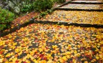 紅葉の錦繍