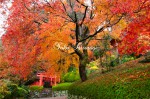 善峯寺　紅葉の渦