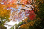 三の鳥居の紅葉