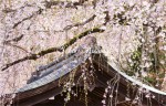 樺細工伝承館の桜