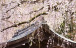 樺細工伝承館の桜