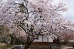 角館の桜