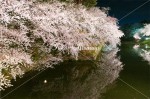 中濠の夜桜