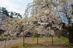 弘前城公園内の桜