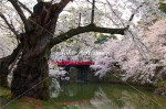 中濠の桜風景