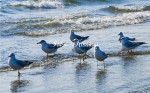 海辺のカモメ