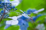 紫陽花5