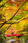 紅葉の錦繍