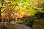 小國神社　紅葉