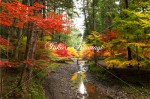 小國神社　紅葉