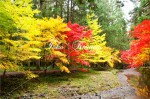 小國神社　紅葉