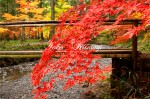 小國神社　紅葉