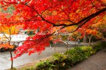 宮川沿いの紅葉