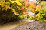 宮川沿いの紅葉