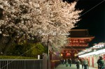 浅草寺　参道の夜桜