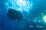 美ら海水族館