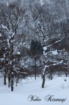 流れる枝と雪餅