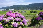 開成町　紫陽花と田園